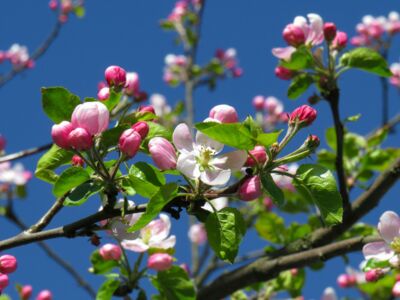 Zweige mit Apfelblüten vor blaum Himmel